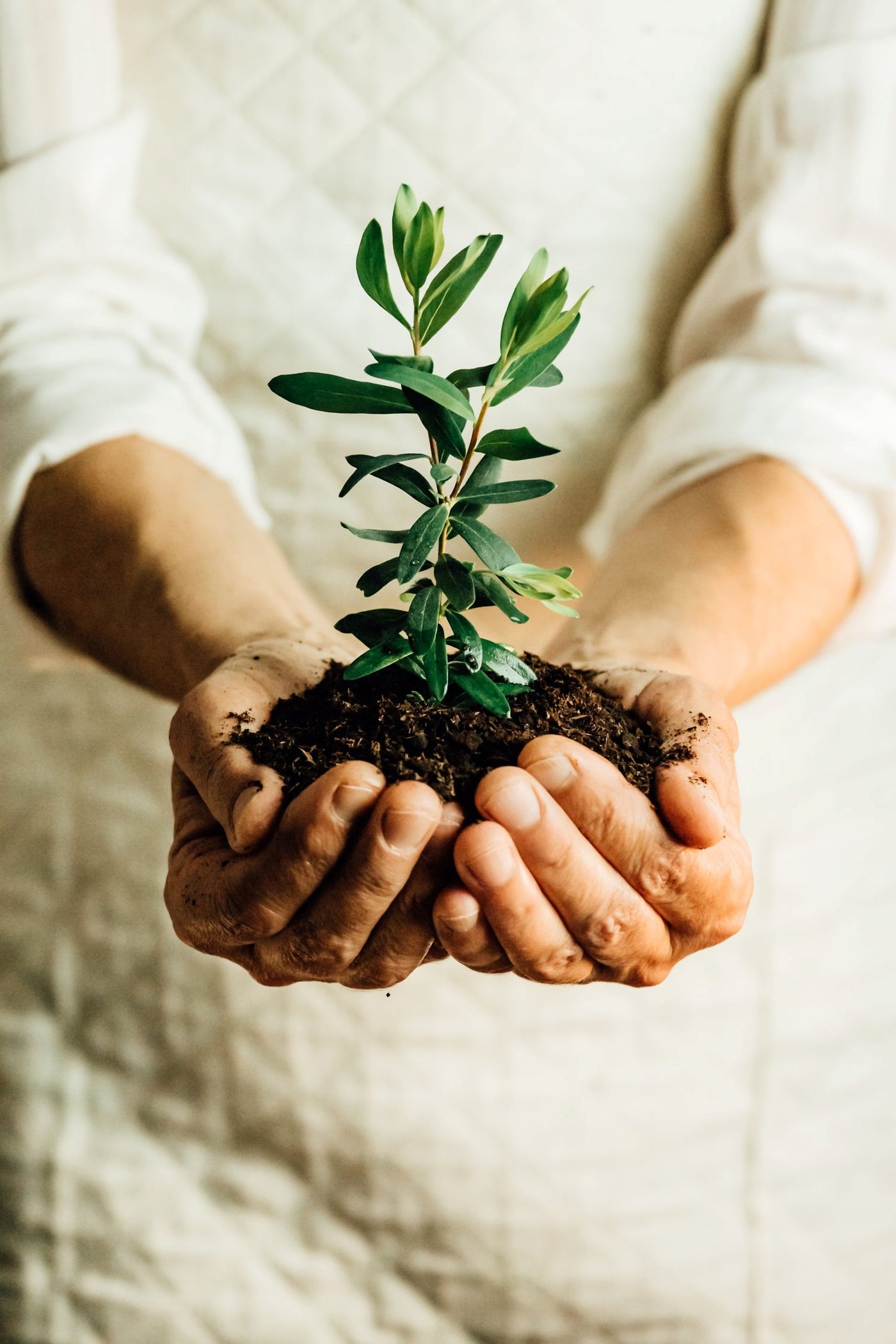 Hands holding a young plant growing from soil